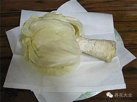 處理好的大頭菜