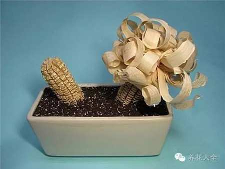 玉米棒子種到土里