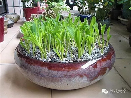 綠油油的玉米苗