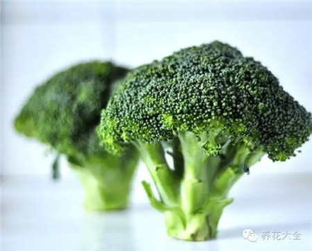 西蘭花蔬菜