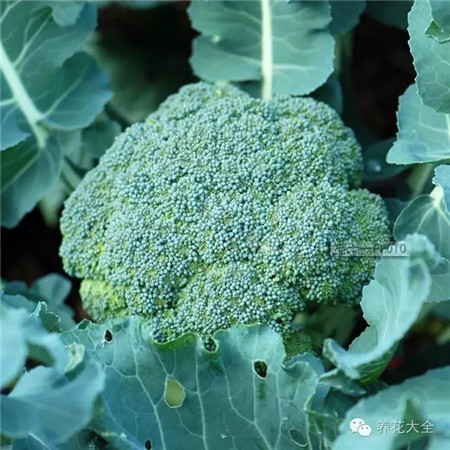 西蘭花的開花過程