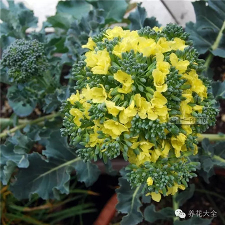 西蘭花的開花過程圖片