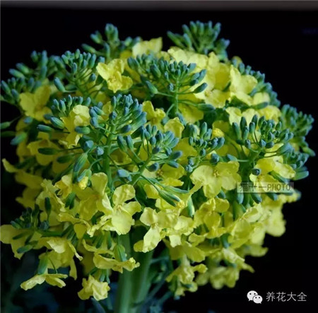 西蘭花開花過程