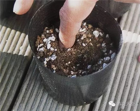 加入培養(yǎng)土