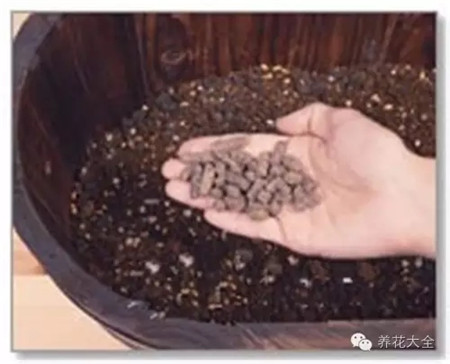 倒入蔬菜用培養(yǎng)土