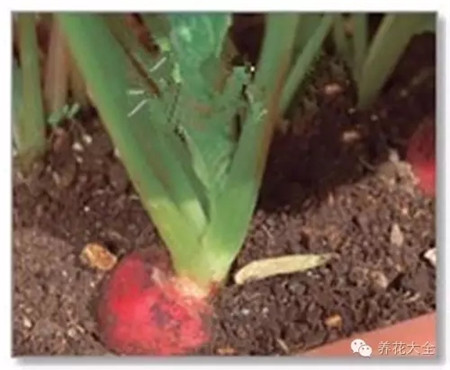 施予液態(tài)肥料