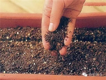 土壤將種子蓋住