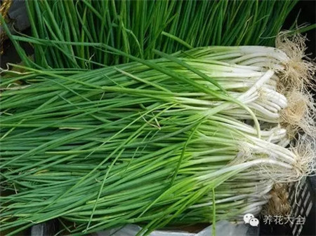 第一步：準(zhǔn)備土壤并浸種