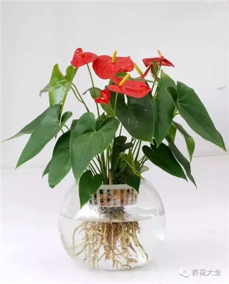 選好即保水又透氣的基質(zhì)