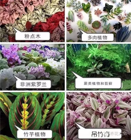 選擇什么植物