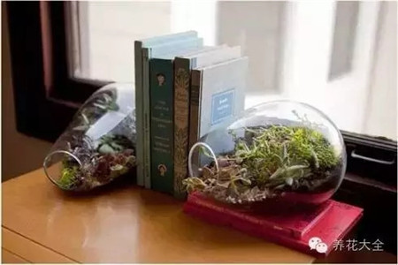 將微型花園當做是書夾也是不錯的選擇哦