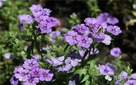 宿根福祿考圖片