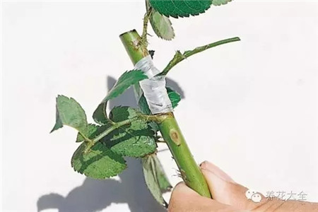 扦插到基質(zhì)中