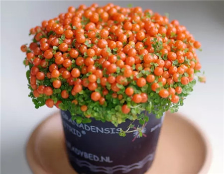 珍珠橙、紅果薄柱草