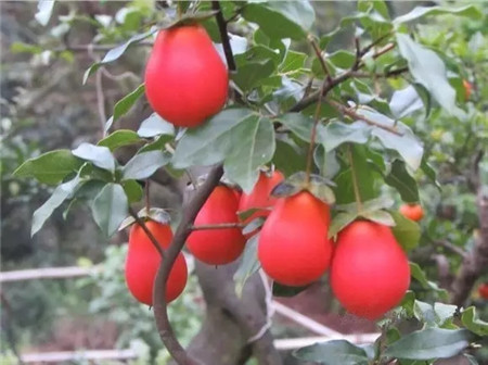 金彈子果實(shí)