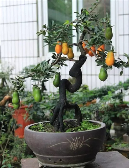 金彈子養(yǎng)護(hù)方法