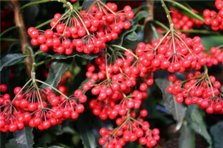 富貴籽果實(shí)