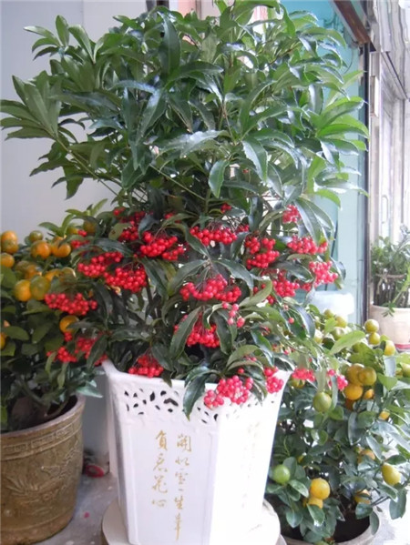 富貴籽養(yǎng)護(hù)方法