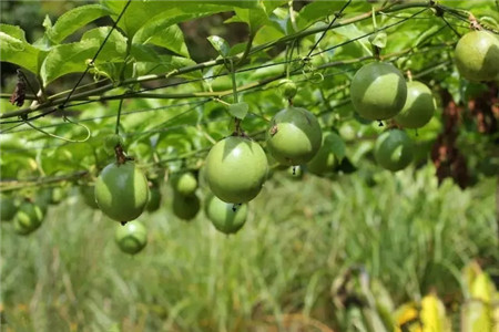 百香果養(yǎng)護(hù)方法