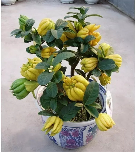 佛手柑養(yǎng)護(hù)方法