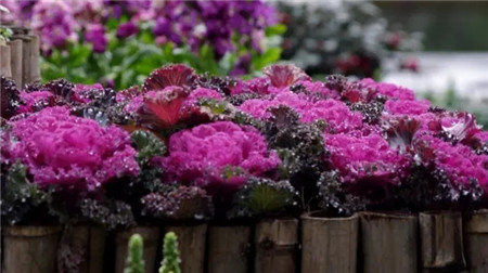 羽衣甘藍(lán)圖片