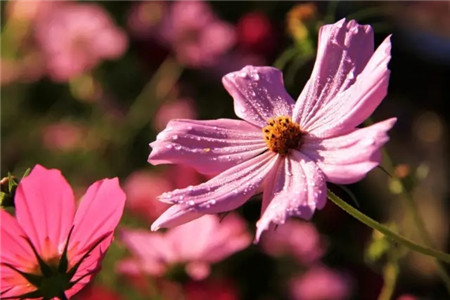 大波斯菊?qǐng)D片