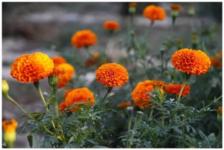 萬(wàn)壽菊?qǐng)D片