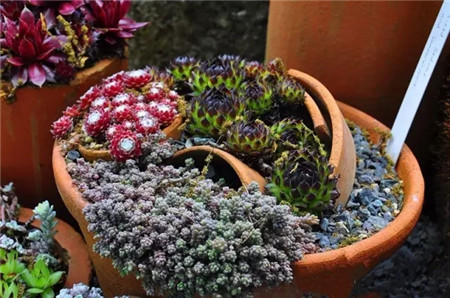 長(zhǎng)生草圖片