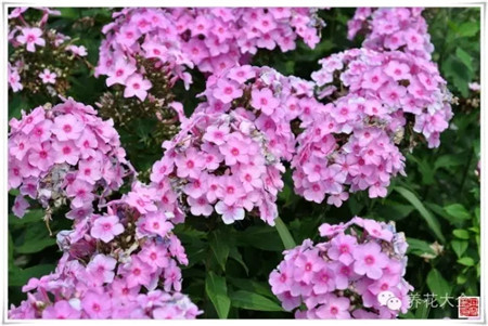 非常耐寒的植物，可以室外越冬