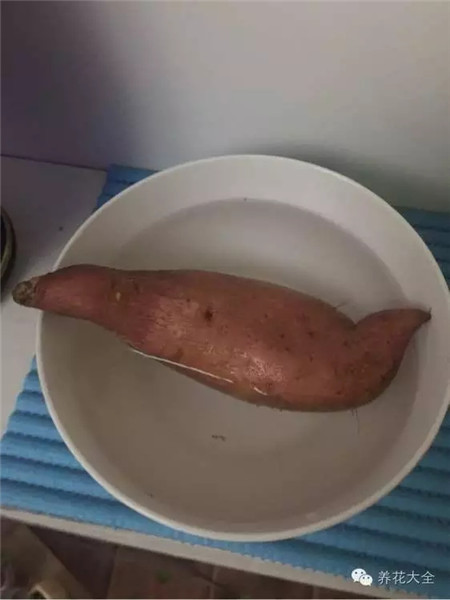 紅薯洗干凈