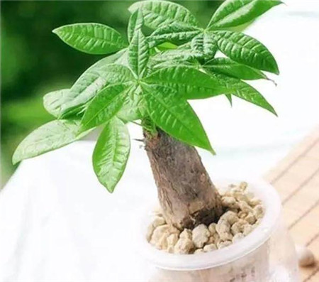 發(fā)財(cái)樹JINQIANSHU