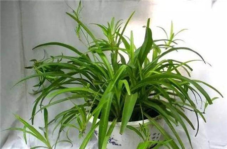 吊蘭DIAOLAN