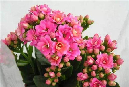 長(zhǎng)壽 CHANGSHOUHUA