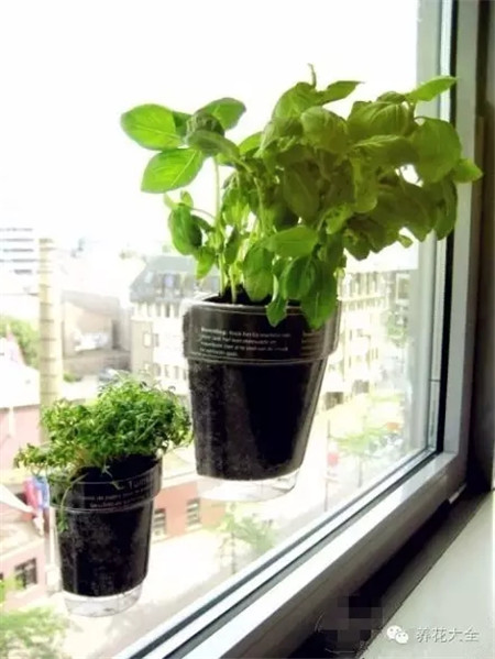 可以吸在玻璃窗上的創(chuàng)意花盆