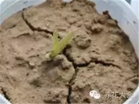 土壤透氣問(wèn)題