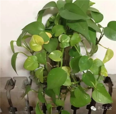 冬季暖氣房怎么養(yǎng)花