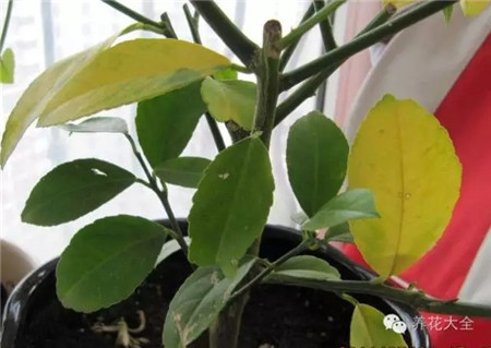 植物出現(xiàn)黃葉是怎么回事