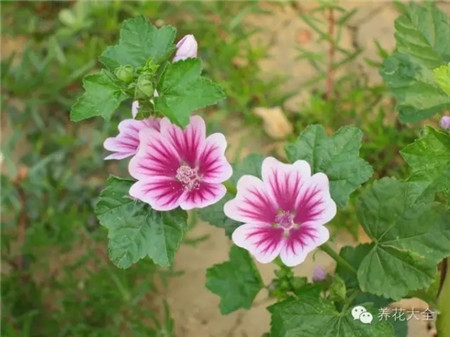 花蕾老是脫落怎么回事