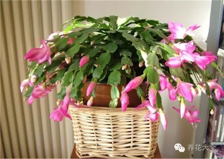 養(yǎng)的花不開花怎么回事