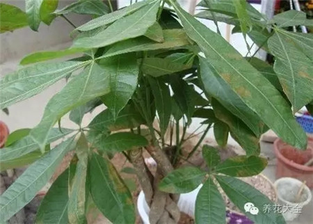 植物施肥過多怎么辦