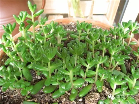 植物枝條細(xì)長(zhǎng)，節(jié)間較長(zhǎng)咋回事？