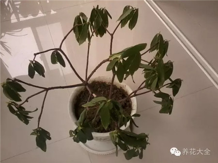 葉片萎縮、脫落、葉尖呈黃褐色？