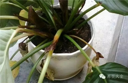葉片萎焉變暗且逐漸霉?fàn)€啥問題？