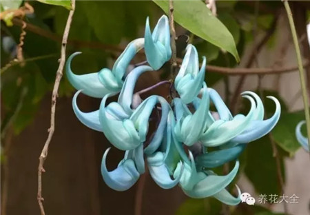 翡翠葛——菲律賓