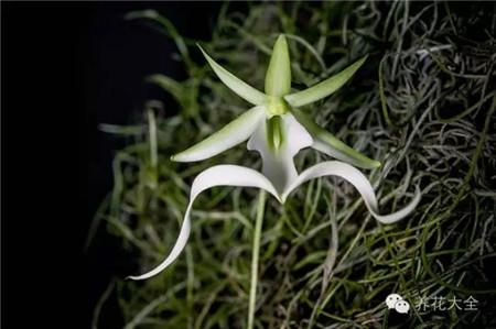 幽靈蘭花——古巴和佛羅里達(dá)