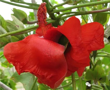 吉田亞紀(jì)子Cookie——夏威夷群島