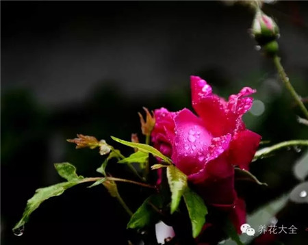 羞答答的玫瑰靜悄悄的開