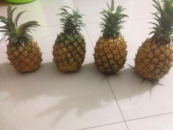 熟透的菠蘿