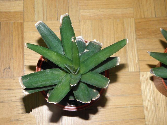 兩個(gè)月后的菠蘿