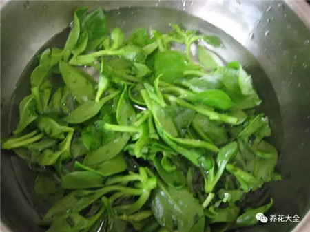 牡丹吊蘭洗干凈